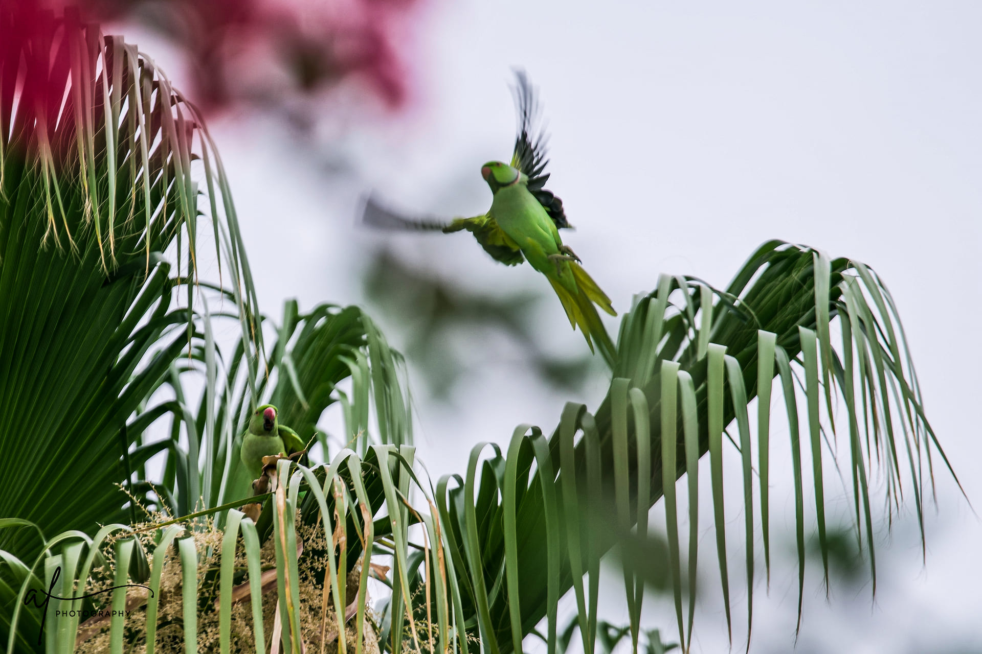 African collared parakeets
